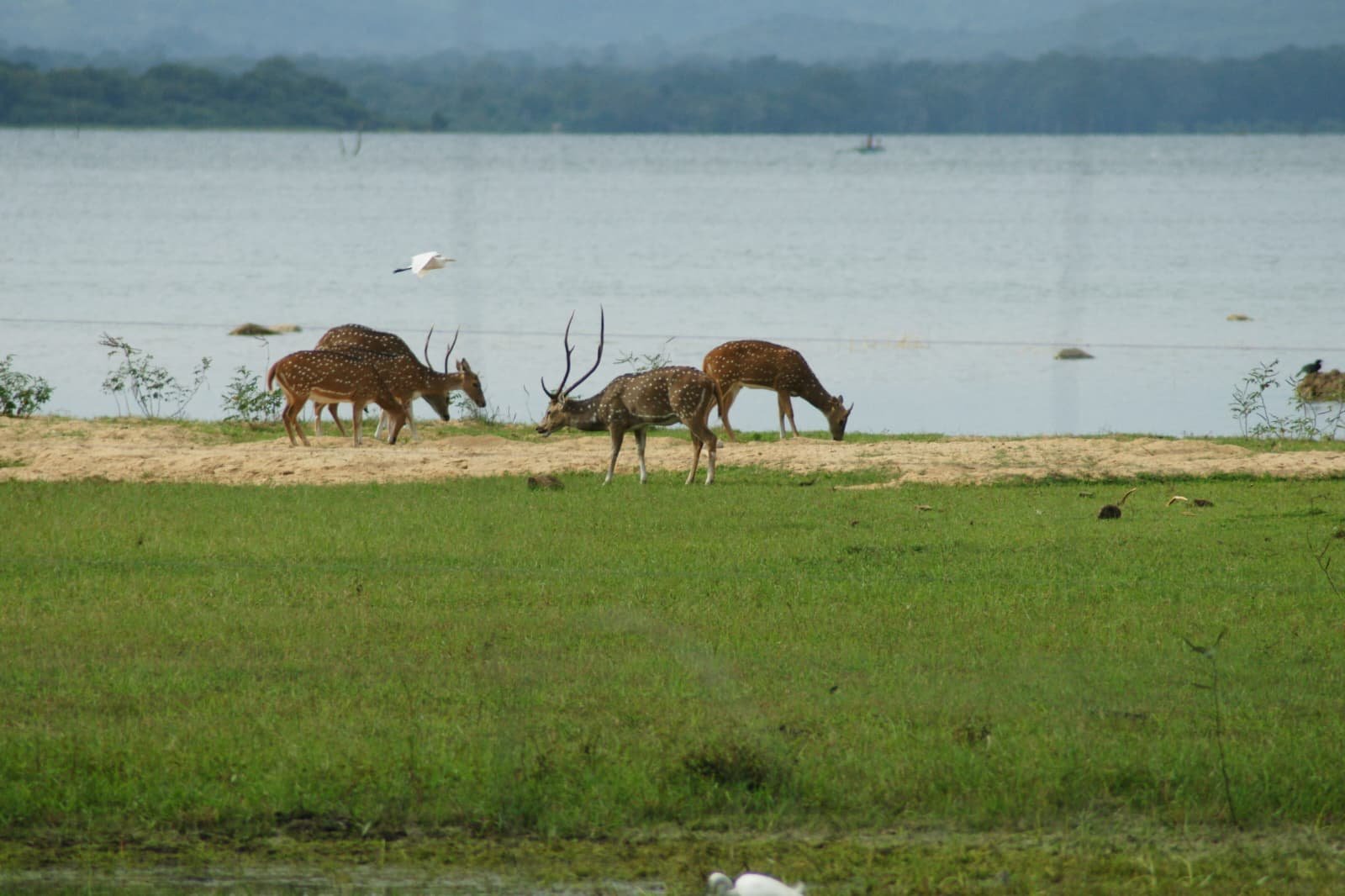 Safari mit Kindern in Sri Lanka: Welche Parks eignen sich wirklich?